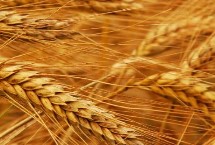 河农9303小麦栽培技术要点，春季防治阔叶型杂草