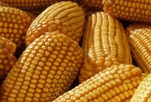 银兴718玉米栽培技术要点，中抗穗腐病
