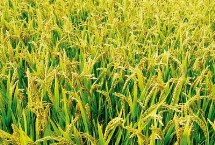 盐粳752水稻栽培技术要点，全生育期158天