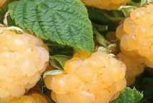 树莓和覆盆子的区别，果个大且采摘期长