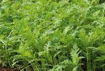 什么蔬菜可以在8月中旬种植，茼蒿、芥菜、菠菜等品种均可选择