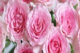 洛神花的收获季节，寓意初恋、甜美、纯真等