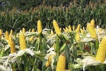 皇金翠7号玉米栽培技术要点，密度2800—3000株/亩