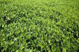 蒙豆43大豆栽培技术要点，8月上旬防治食心虫