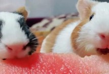 荷兰猪可以吃哪些蔬菜，可以吃少量的西瓜瓤和大量的西瓜皮