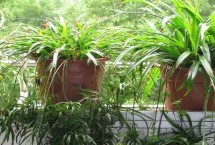 吊兰花的特点，四季常绿观赏效果极佳