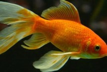 金鱼公母一起养好吗，成年后可通过观察腹部区分