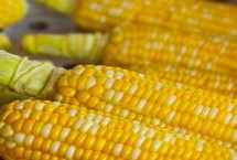 九粟720玉米栽培技术要点，4月下旬至5月上旬播种