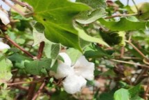 棉花有效开花期介绍，是指棉花可以开花成铃、形成经济产量的那一天