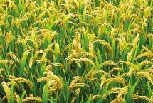 宜优1611水稻栽培技术要点，籼型三系杂交水稻品种