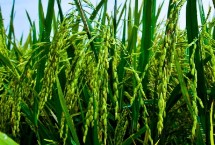 华元优533水稻栽培技术要点，插植密度20厘米×20厘米