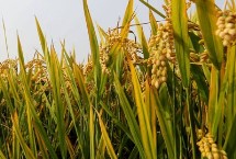 北稻60水稻栽培技术要点，香稻品种