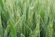 青春343小麦栽培技术要点，全生育期160天