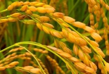 常优粳7号水稻栽培技术要点，搁田前后及时防治纹枯病