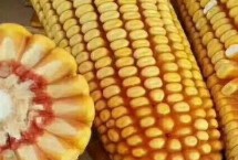 金苑玉109玉米栽培技术要点，适宜密度4500株/亩左右