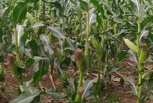 鲲玉16玉米栽培技术要点，春播平均生育期134.5天