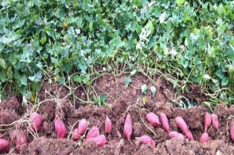 红薯膨大期的施肥方法，可采用以下3种方法