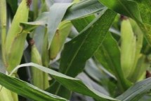 茭玉1716玉米栽培技术要点，密度4500株/亩左右