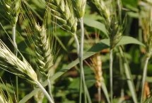 太615小麦栽培技术要点，适宜播期9月下旬至10月上旬
