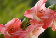 唐菖蒲的生长习性，夏季要避免阳光直射