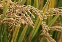 桂香优086水稻栽培技术要点，秧田播种量每亩12.5千克