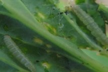 花椰菜烂根如何防治，包括蚜虫、菜粉蝶、小菜蛾等种类