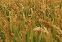 沪早粳193水稻栽培技术要点，每亩有效穗21.5万