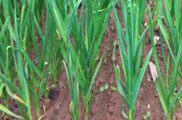 韭菜根蛆防治方式，会危害鳞茎
