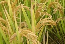 通华205水稻栽培技术要点，4月上中旬播种