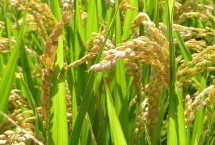 红两优2号水稻栽培技术要点，全生育期两年平均133.1天