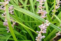 麦冬的亩收益和种植技术，各地区的售价不同