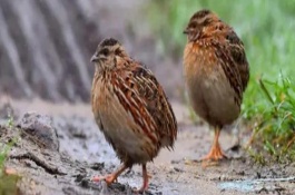 鹌鹑可以近亲配种吗，要定期对育雏室进行消毒工作