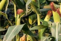 东单165玉米栽培技术要点，东单165玉米种子简介