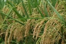 文地谷2号水稻栽培技术要点，文地谷2号水稻种子特征特性