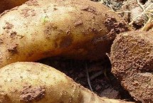 雪莲果和红薯的区别，原产于南美洲