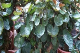 金钱兜的换盆注意事项，最好在春季和夏季进行