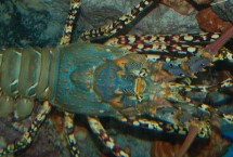 锦绣龙虾和澳洲龙虾的区别，是龙虾科龙虾属甲壳动物