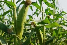 大奥178玉米栽培技术要点，中抗茎腐病