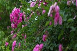 蔷薇有哪些优良品种，以下7种经常看到