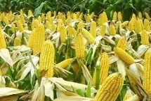 红禾118玉米栽培技术要点，中抗灰斑病