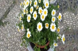 白晶菊如何延长花期，每隔7-10天左右浇水一次