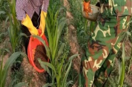 如何正确对玉米施肥，化肥要与根部保持10-12厘米