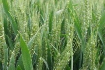 石麦30小麦栽培技术要点，中抗叶锈病