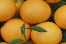 12月份冰糖橙的价格，一斤需要8-18元左右