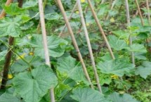 秋天种植的蔬菜有哪些，包括黄瓜、西葫芦、芥菜等品种