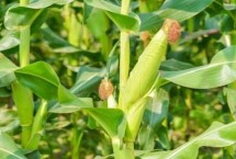 沧农199玉米栽培技术要点，播种时采用等行距60厘米