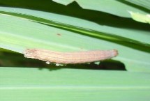 黏虫的防治措施，可利用天敌或生物防治等