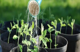 淘米水可以用来浇盆栽吗，首先要注意水质