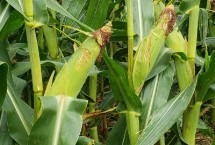 道元118玉米栽培技术要点，适宜密度为4500株/亩左右