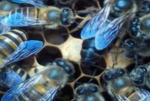 仓蜂王和阿坝蜂王比较，产蜜能力强但易发生盗蜂